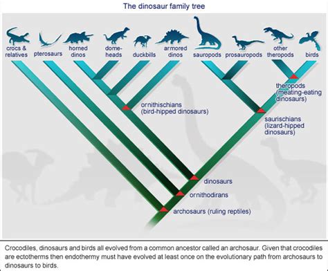 Scientists Create Chicken Embryo With Dinosaur Legs In Reverse