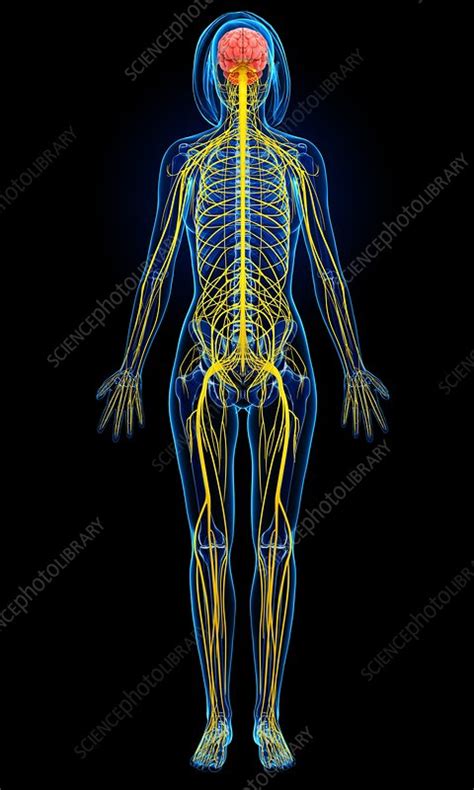 Female Nervous System Artwork Stock Image F0061568 Science