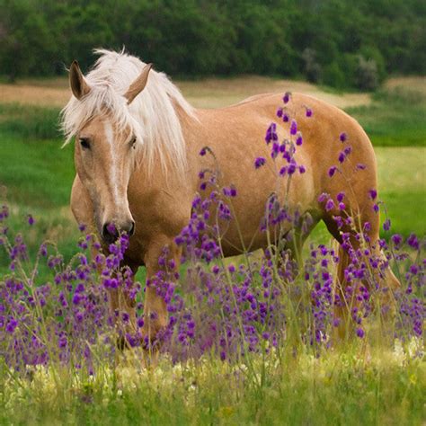 Horse In Flowers Hassett Green
