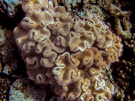 Great Barrier Reef February 2016 Douglas Stebila