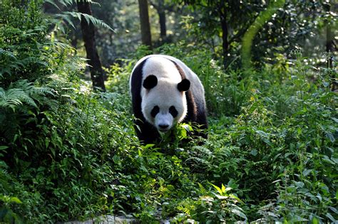 Wolong National Nature Reserve China Travelnaturenl