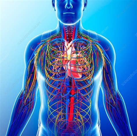 Male Heart Illustration Stock Image F0159161 Science Photo Library