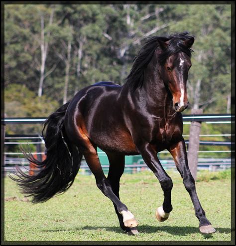 Subtle Pride Wiradjuri Walers Horse Stud Most Beautiful Animals
