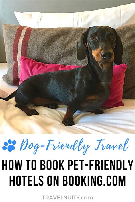 How To Book Pet Friendly Accommodation On Travelnuity