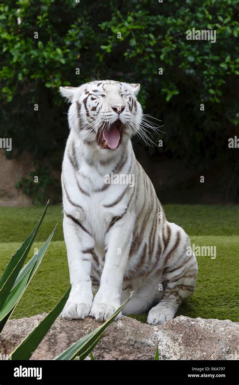 Portrait Of A White Tiger Sitting Yawning The White Tiger Is A