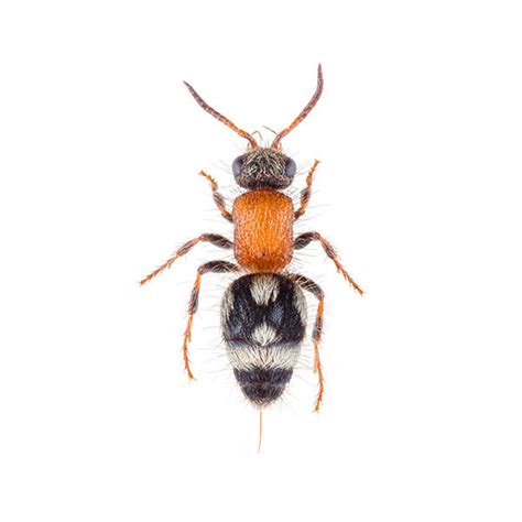 Velvet Ant Wasp Identification Habits And Behavior Johnson Pest Control