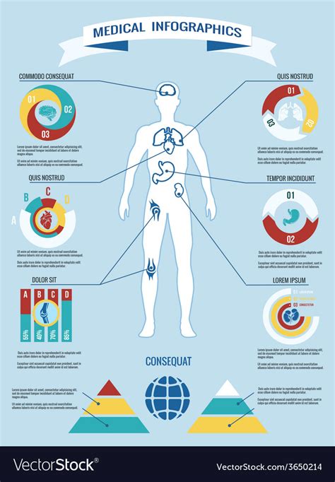 Human Body Medical Infographics Royalty Free Vector Image