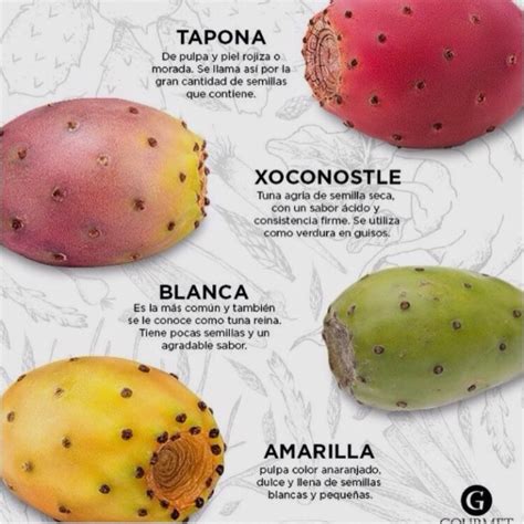 But it's a huge tradiiton for kids to i've seen two types of cactuses when i was visiting eritrea which has a pretty dry and hot climate perfect for cactuses. Where Can You Buy Prickly Pear Cactus - The Design Interior