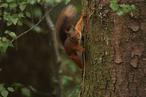 Adorable Footage Shows Baby Red Squirrel Taking First Steps Back