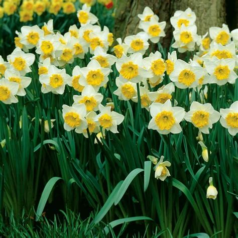 Van Zyverden Daffodil Early Bride Dormant Flower Bulbs Partial Sun 3