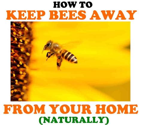 How To Keep Bees Away From Your House Ultimate Guide Bugwiz