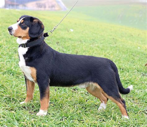 Entlebucher Mountain Dog Breed Information And Pictures Petguide