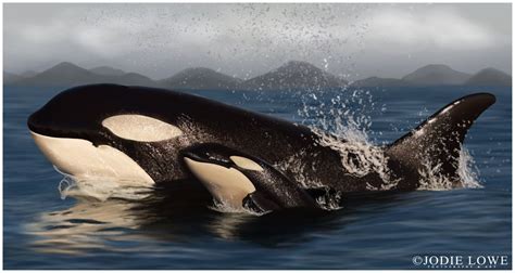 Orca Mother And Calf Orca Whale Calves