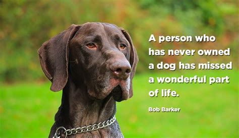 50 Inspirational Pet Loss Quotes My Dogs Name