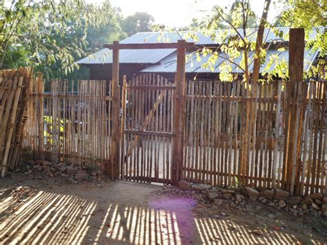 Bamboo is a fast growing woody grass with over 1000 species. Bamboo Grove Photo: Bamboo Gate