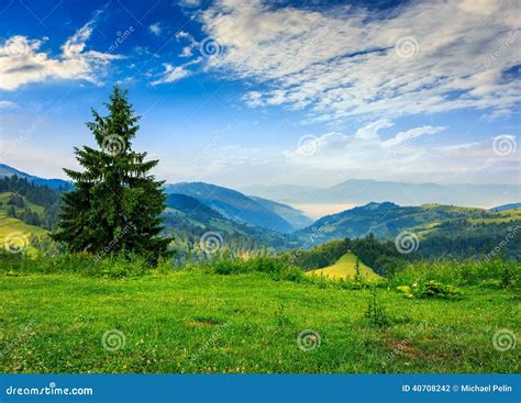 Pine Tree On Hillside Under Cloudy Sky Stock Photo Image Of Green