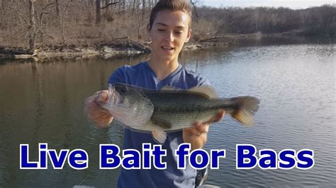 Fishing with minnows for bass. Bass Fishing with Live Bait, Shinners, Minnows - How To ...