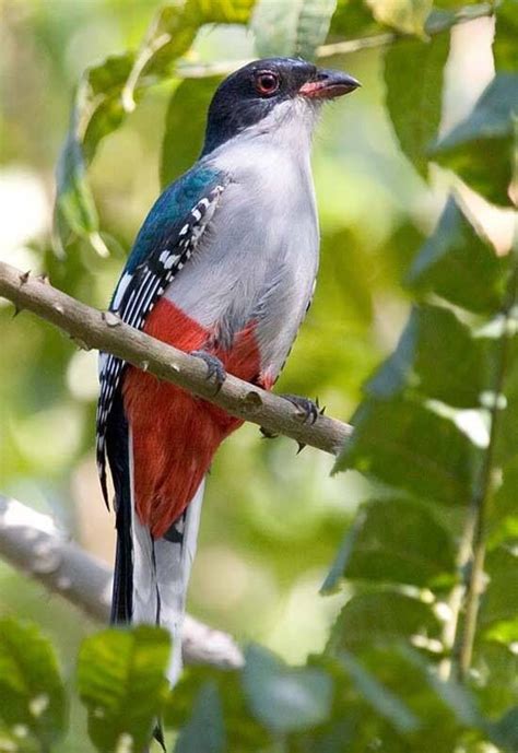Tocororo National Bird Of Cuba Ave Silvestre Pájaros De Colores Aves
