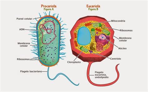 Los tipos de células y sus características