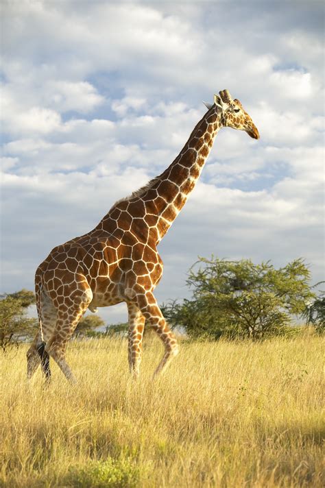 Newsela Giraffe Populations Dwindling Considered For Endangered Status