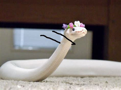 People Are Doodling On Snake Pics And The New Scenarios Are Hilarious