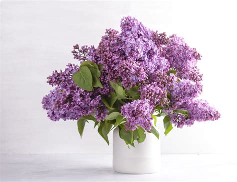 Premium Photo Beautiful Bouquet Of Fresh Lilac Flowers