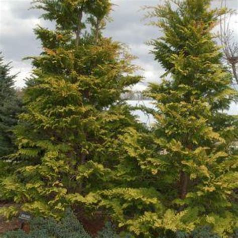 Cripps Golden Hinoki Cypress Plant Addicts