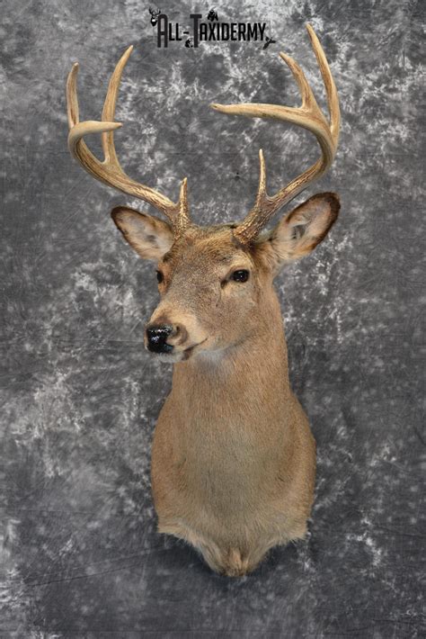 Whitetail Deer Taxidermy For Sale Sku 1028 All Taxidermy