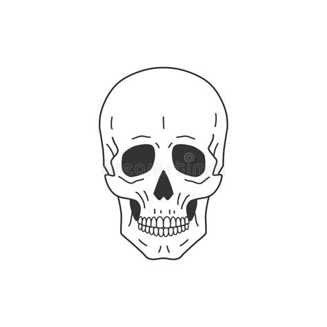 Human Anatomical Skull Stock Vector Illustration Of Vector 241181765