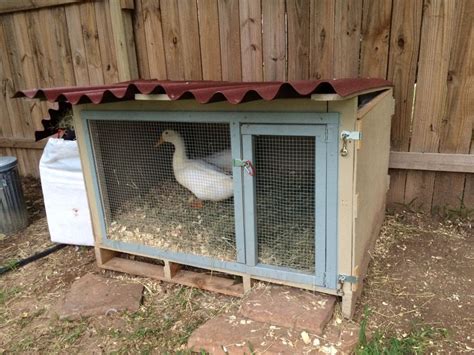 Show Me Your Duck Shelters Backyard Chickens Learn How To Raise