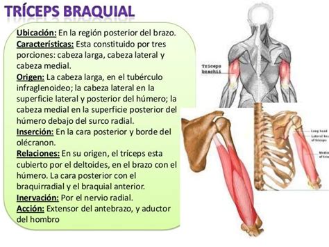 Músculos Miembro Superior Anatomia Musculos Anatomía Musculos Del