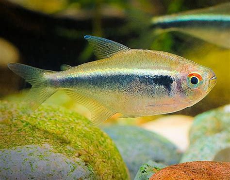 Black Neon Tetra Fish Species Profile