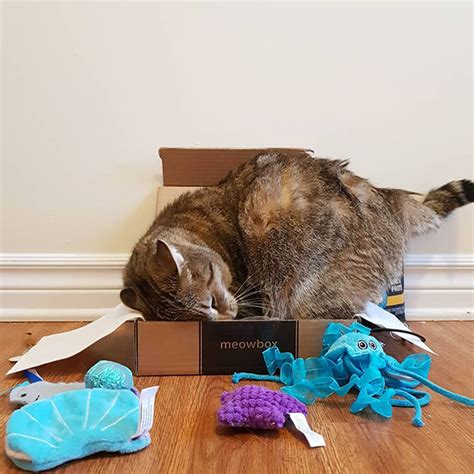 Manage all of your subscription in one place. meowbox - A monthly cat subscription box filled with fun ...