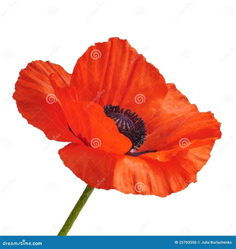 Beautiful Poppy Flower Stock Photo Image Of Background 25703550