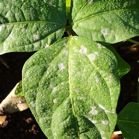 3 Causes Of White Spots On Green Bean Leaves And How To Control Them