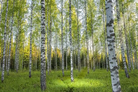 Download Forest Tree Nature Birch Hd Wallpaper