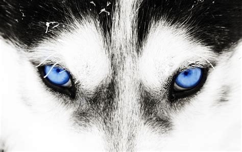 Genetic Testing Reveals Why Huskies Have Blue Eyes Discover Magazine