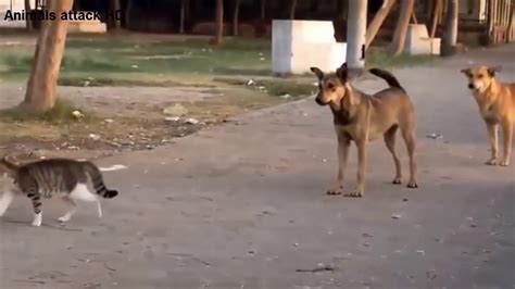Hilarious Video Of A Cat Defends Itself Against Five Street Dogs Animal