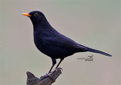 Blackbird By Natalino Fenech Birdguides Black Bird Bird Species Birds