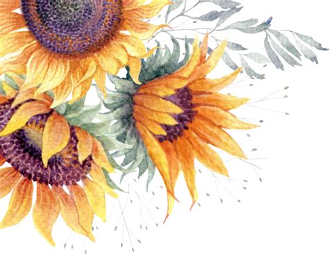 Common Sunflower Clip Art Image Watercolor Painting Sunflower