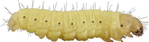 Caterpillar Png Transparent Image Download Size 800x230px