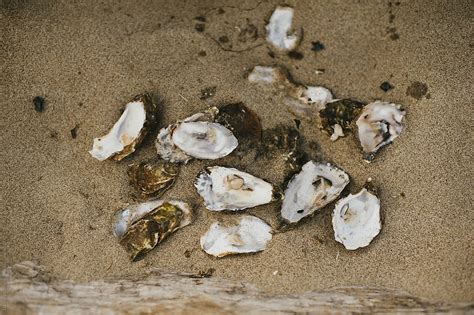 Oyster Shells On Sand Del Colaborador De Stocksy Jess Craven Stocksy