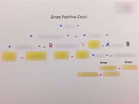Gram Positive Cocci Dichotomous Key Diagram Quizlet