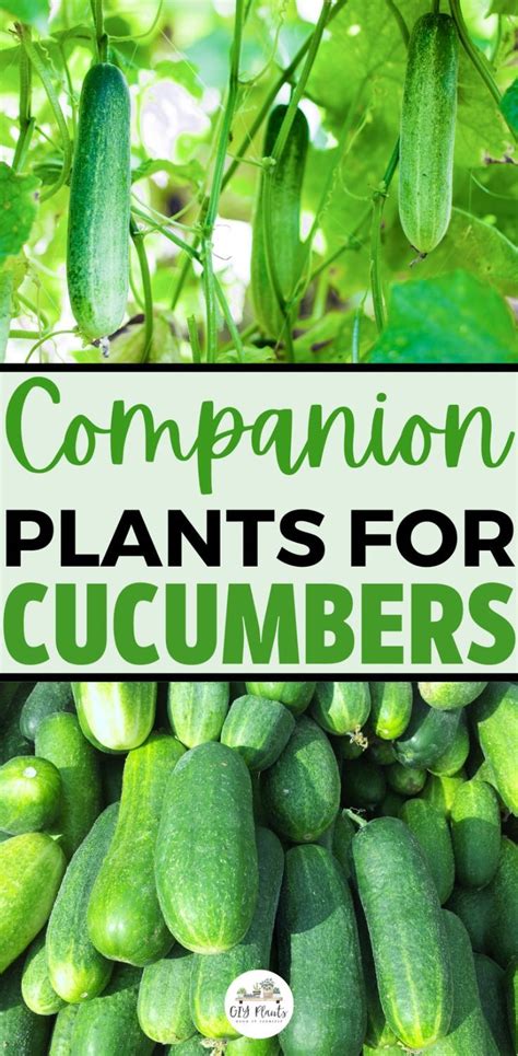Cucumber Companion Plants Food Garden Garden And Yard Vegetable