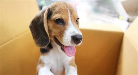 Science Confirms For Beagles Their Humans Are Their Parents