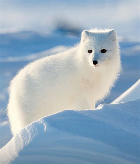 Artic Animals Animals And Pets Baby Animals Cute Animals Wild