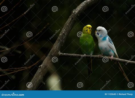 Parakeet Birds In Conversation Stock Image Image Of Chat Talk 1122645