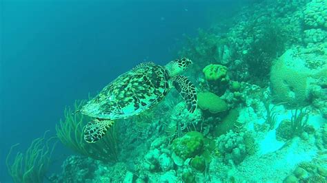 Hawksbill Turtle Bonaire Youtube
