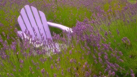 Relax Under The Lavender Sky Lavender Lavender Benefits All Things