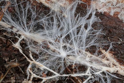 AH-Fungal-Mycelium-Hyphae-7893.jpg — Are.na